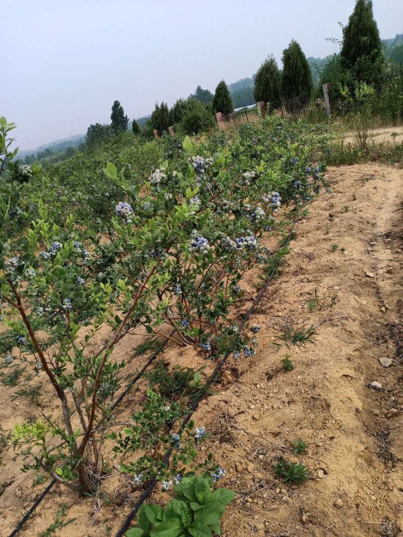 蓝莓苗莱克西薄雾杯苗土球苗
