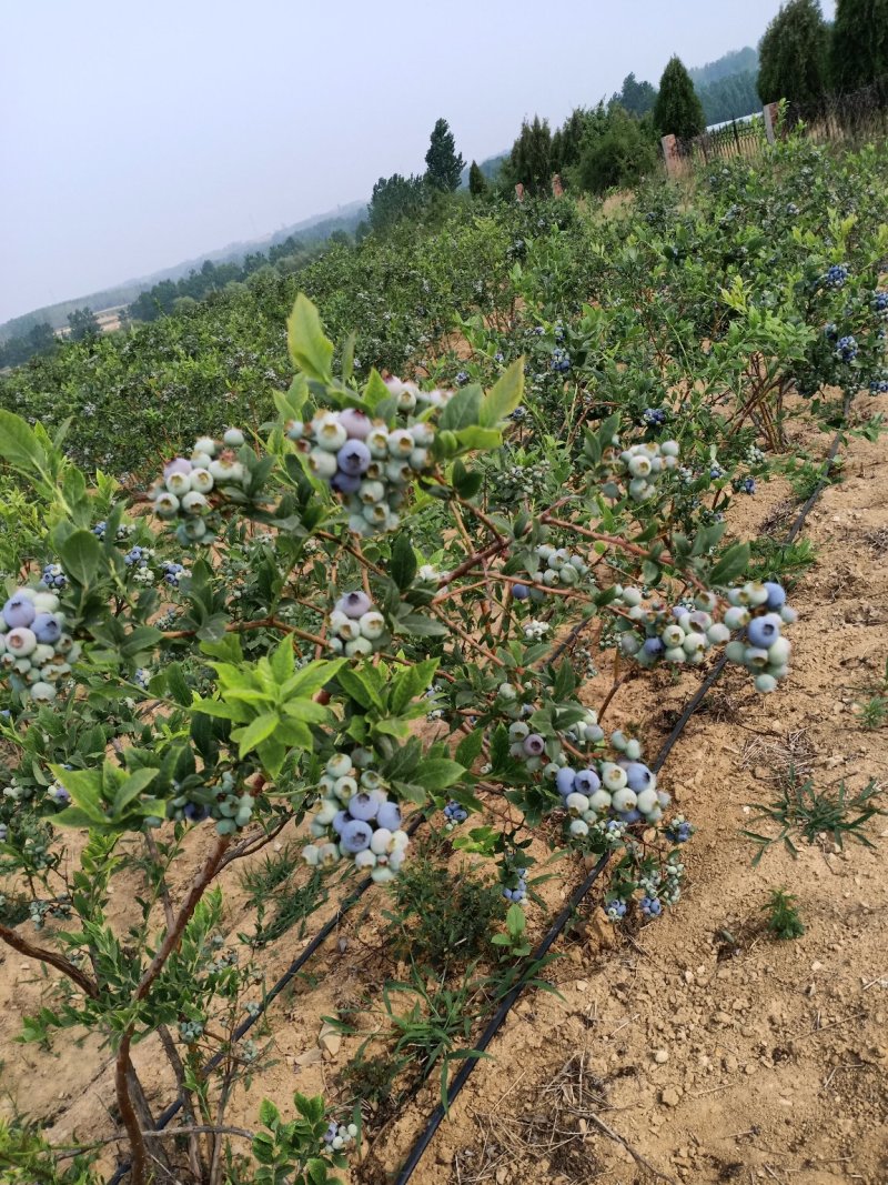 蓝莓苗莱克西薄雾杯苗土球苗