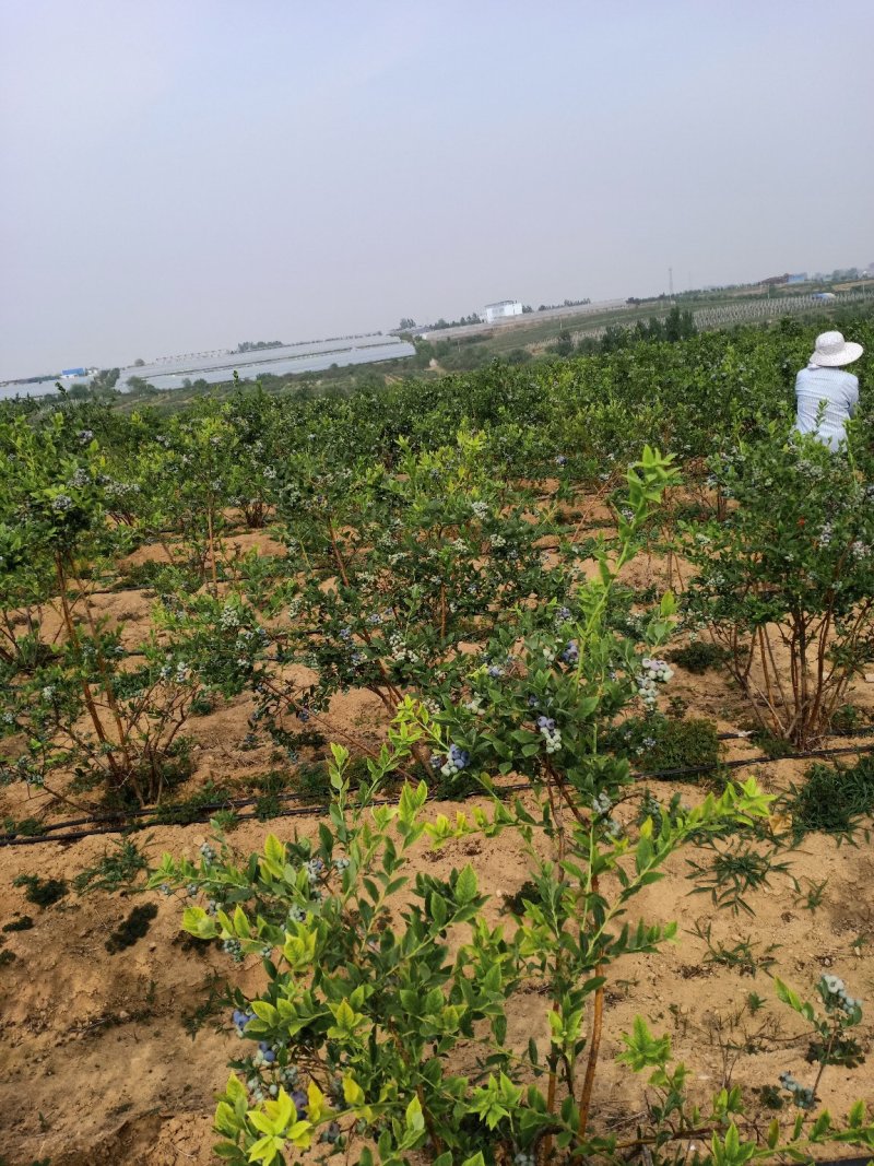 蓝莓苗莱克西薄雾杯苗土球苗