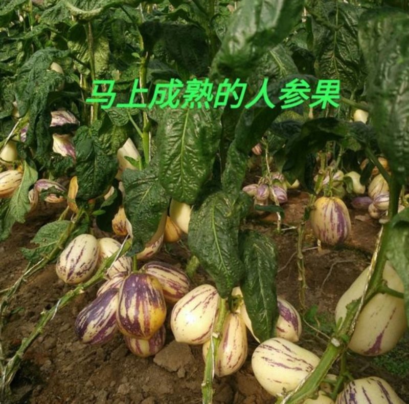 人参果苗一年三季都可结果包技术包结果基地直发