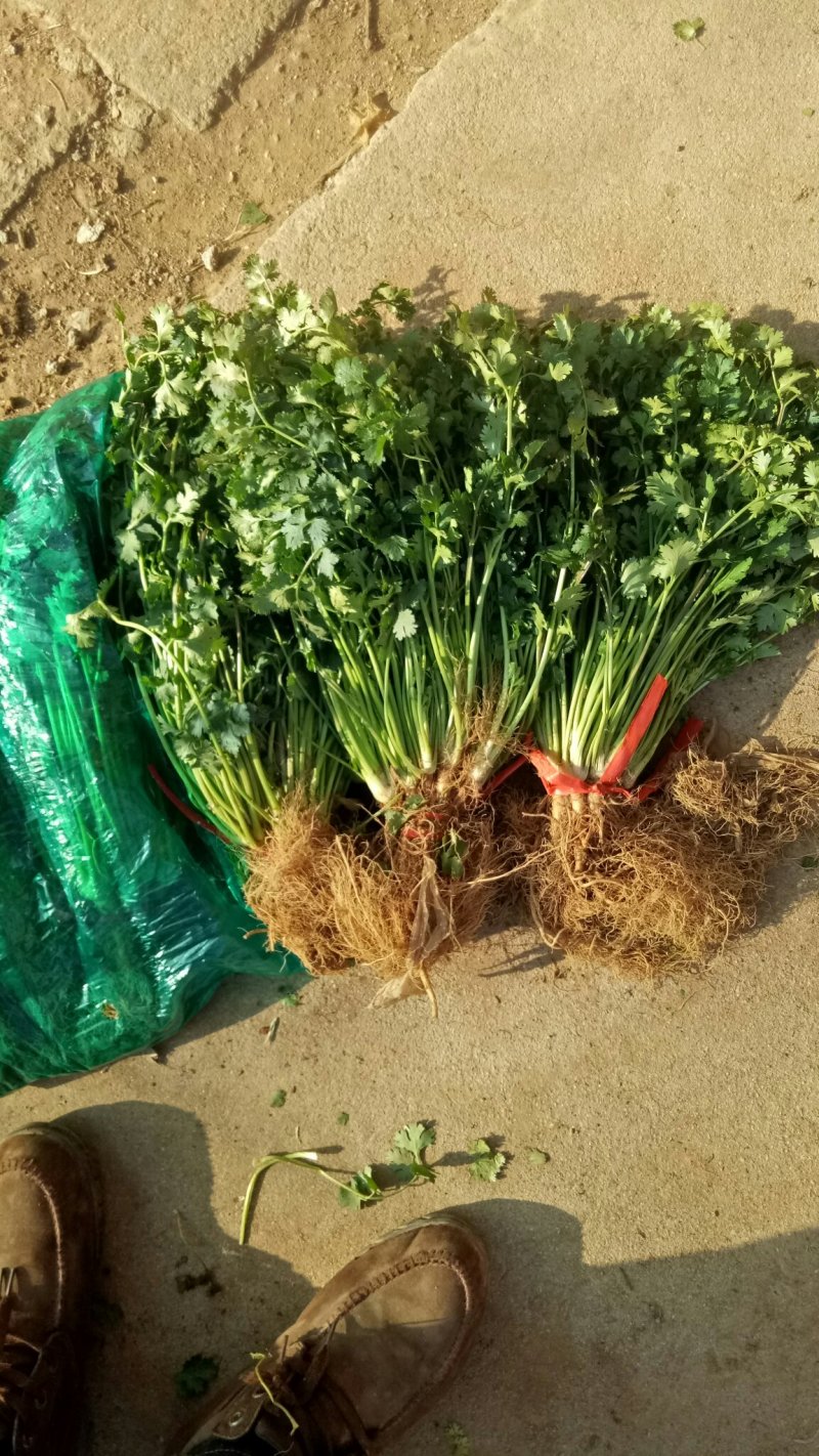 长期大量供应冷库精品矮香菜，一手现货，保证无坏叶，成色好