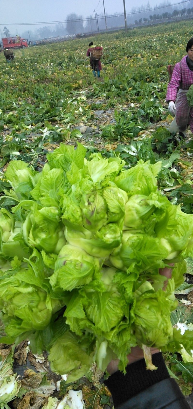 精品儿菜