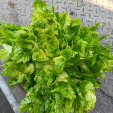 精品儿菜
