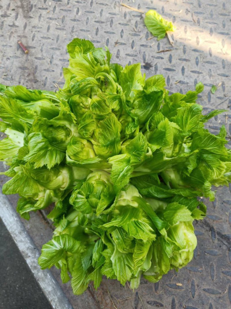 精品儿菜