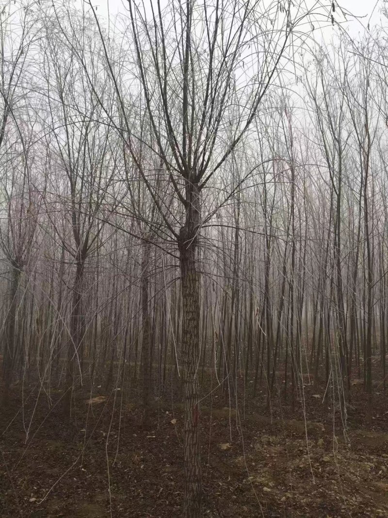 垂柳