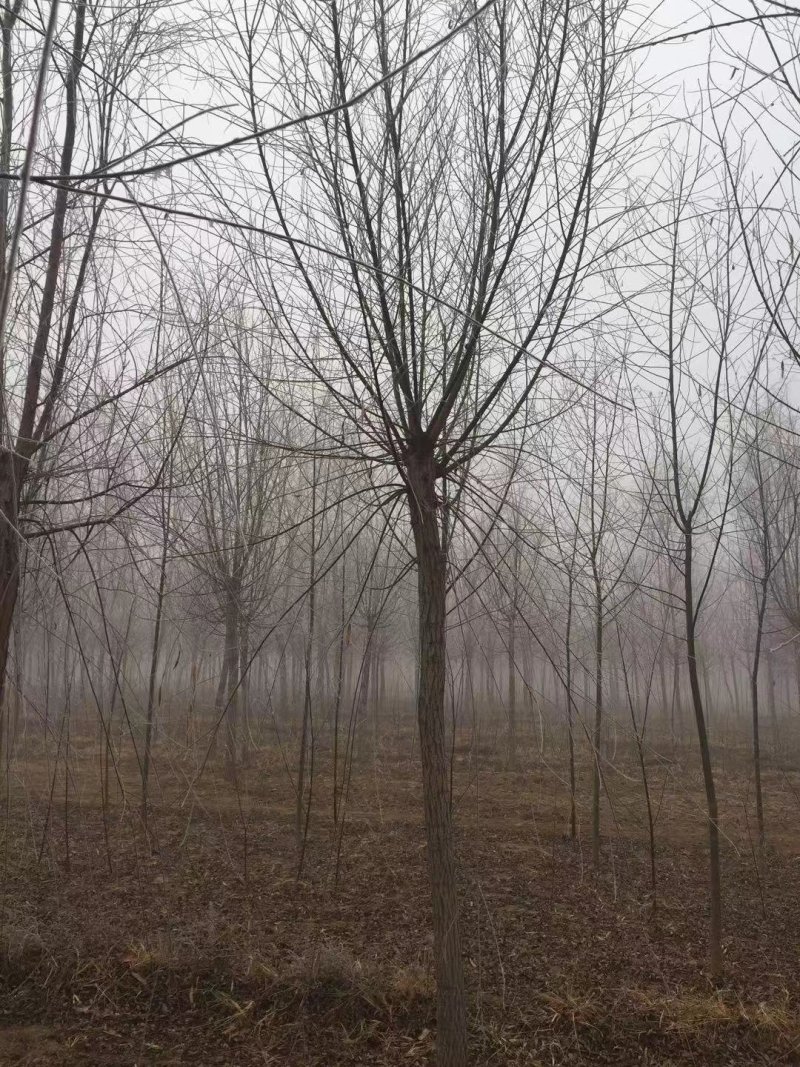 垂柳