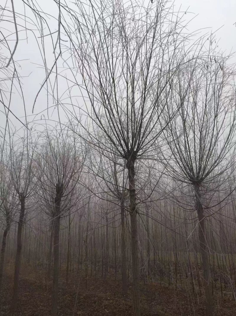 垂柳
