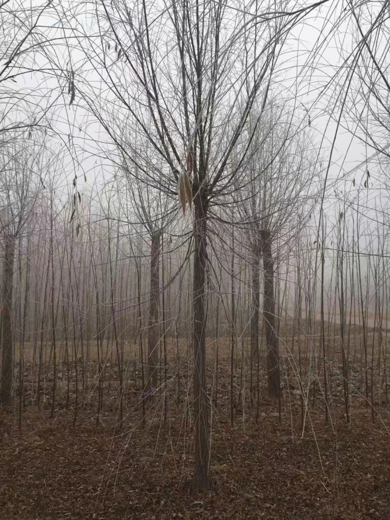 垂柳