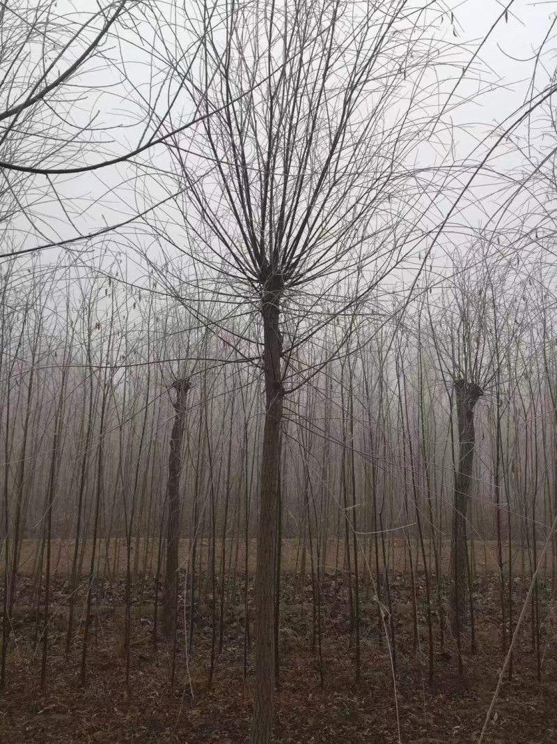 垂柳