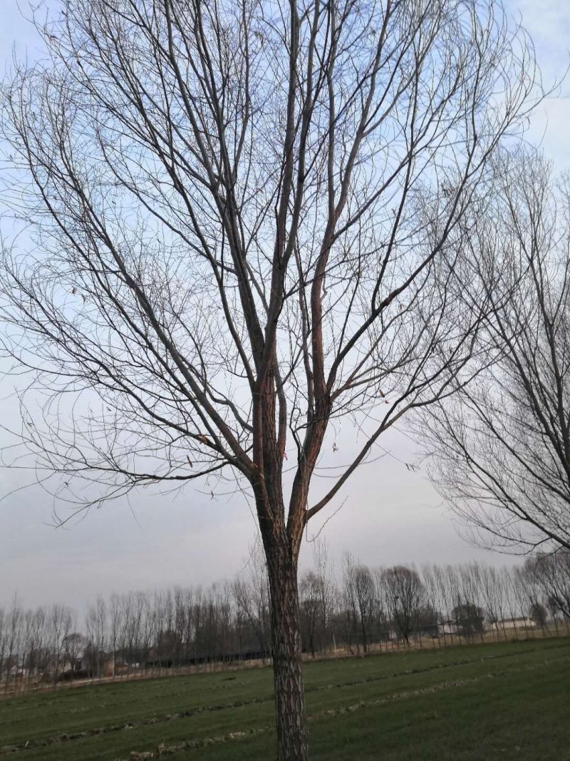柳树
