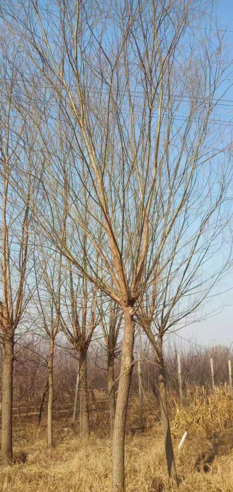 柳树