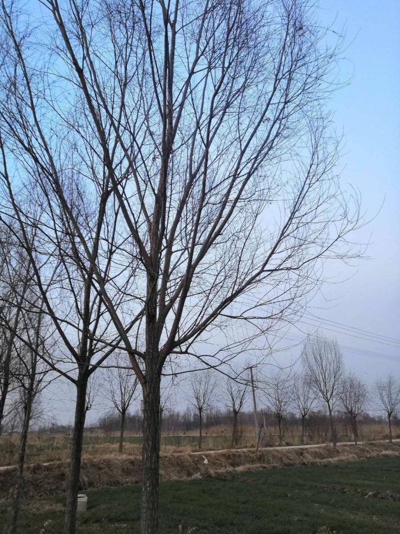 柳树