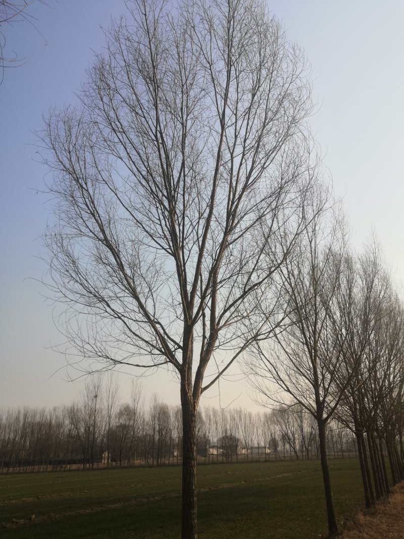 柳树