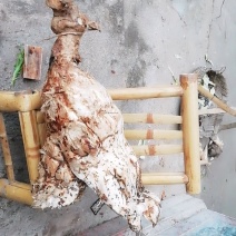 纯野生葛根