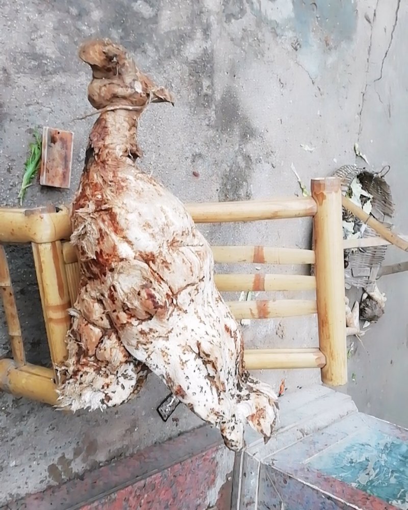 纯野生葛根