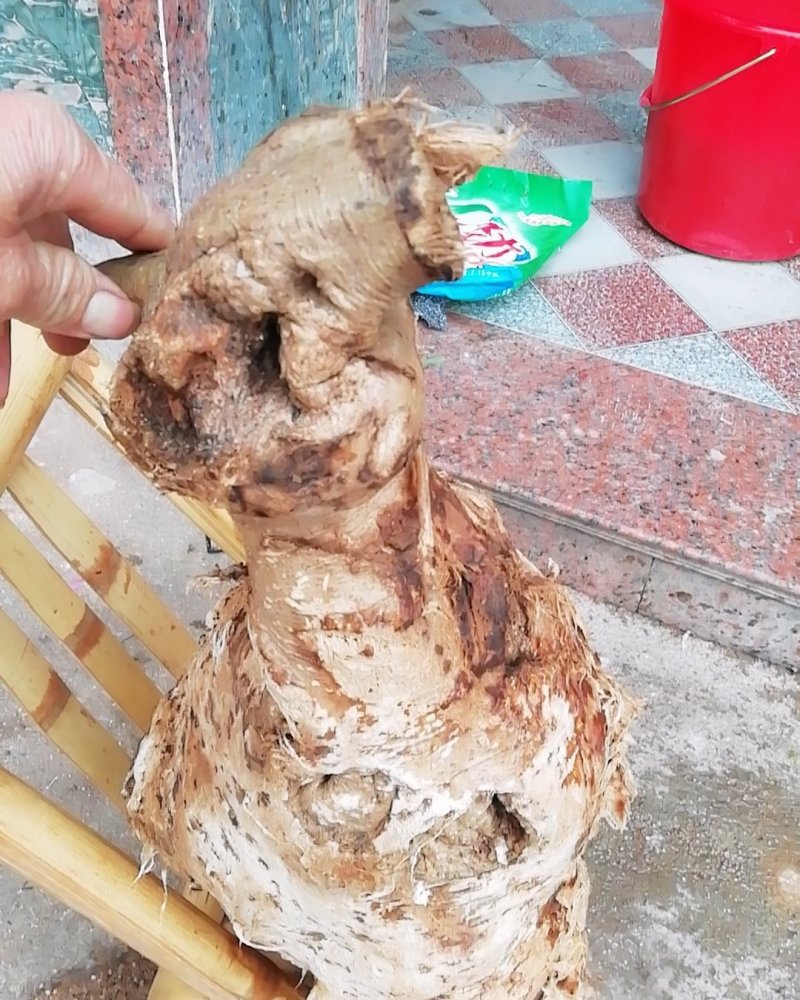 纯野生葛根