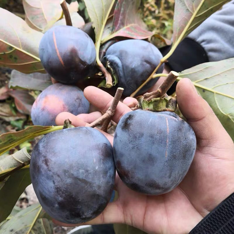 柿子树苗嫁接脆甜黑柿子树苗基地直供当年结果柿子树苗