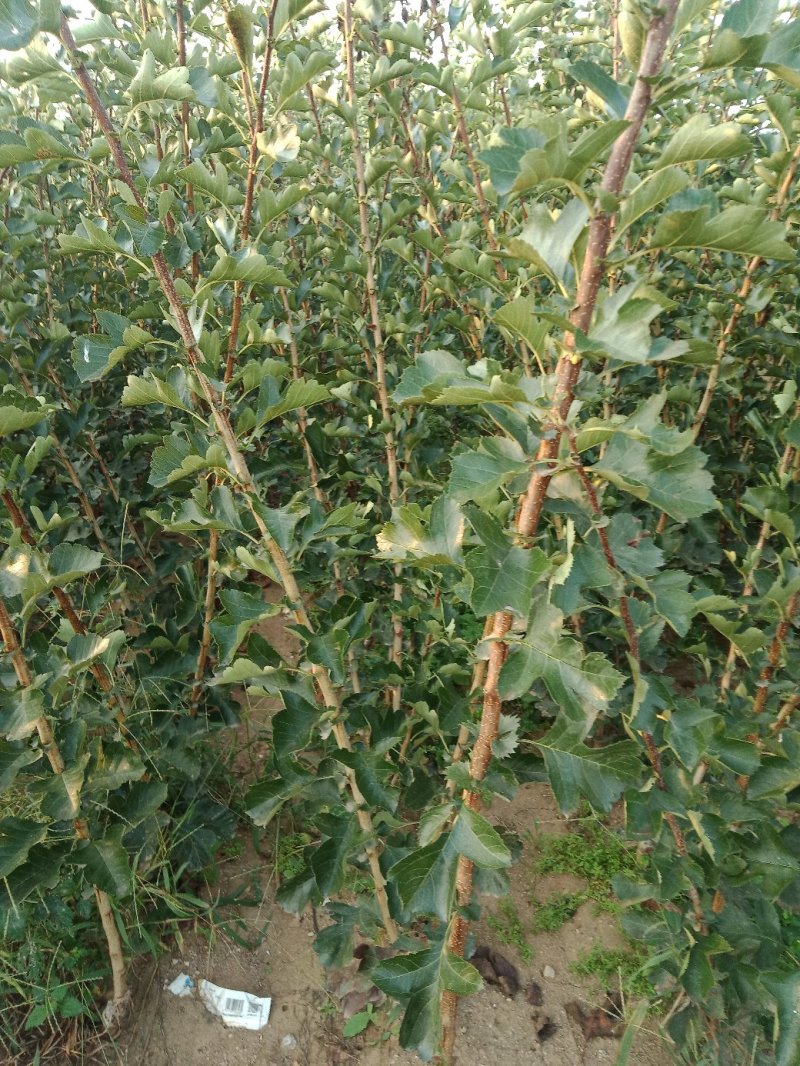 山楂树！大量出售！3/20公分的都有！欢迎各位老板光临！
