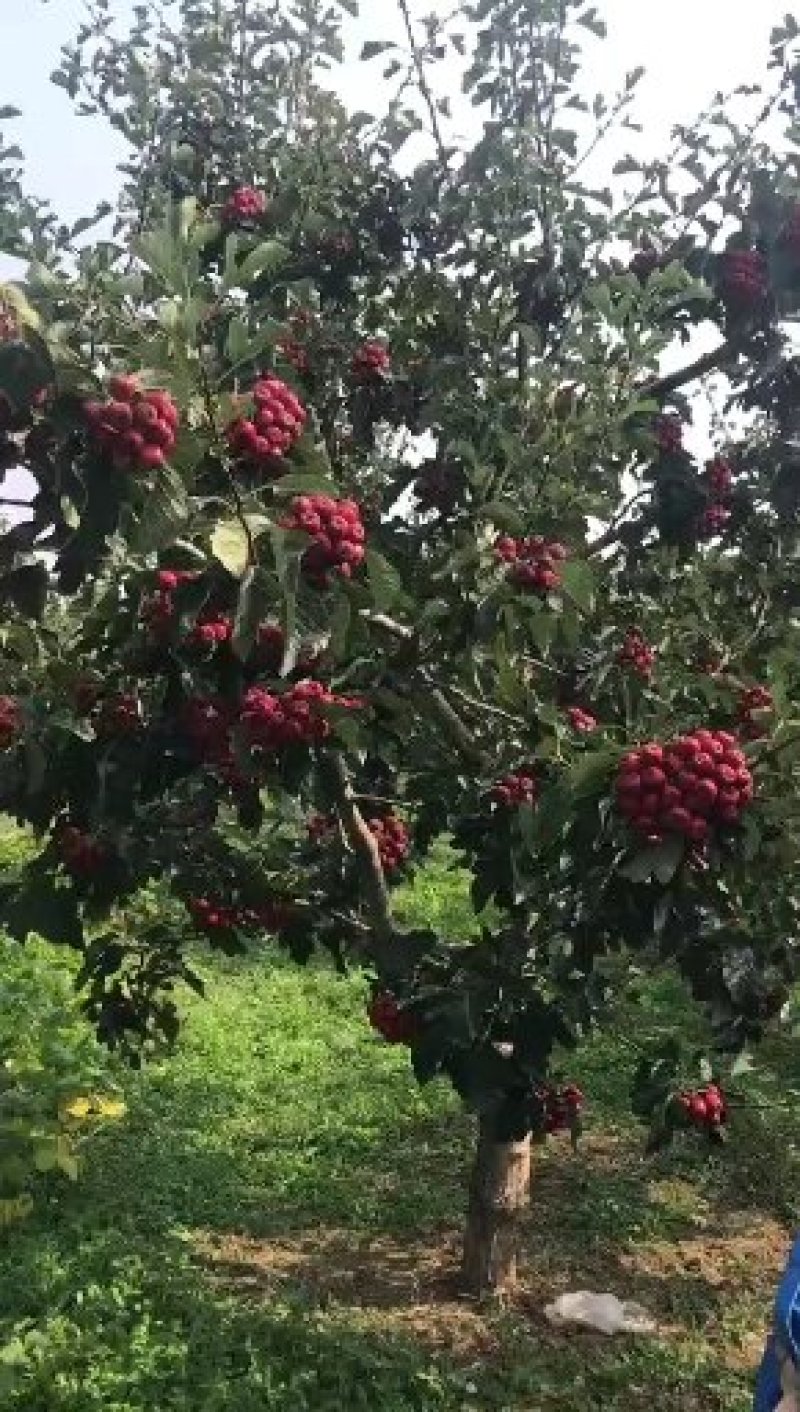 山楂树！大量出售！3/20公分的都有！欢迎各位老板光临！