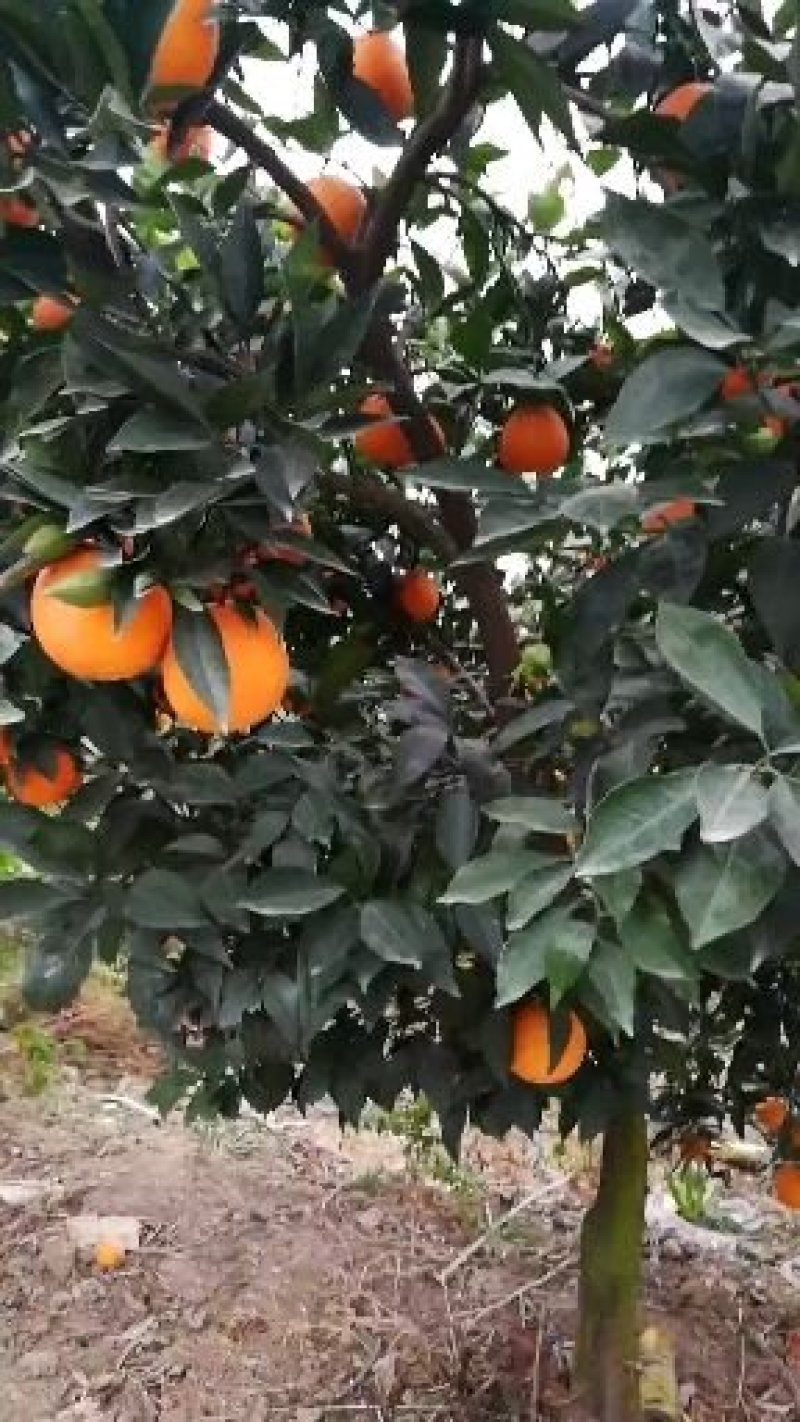 正宗原产地~~纯甜奉节脐橙！72-1脐橙，多微量元素！