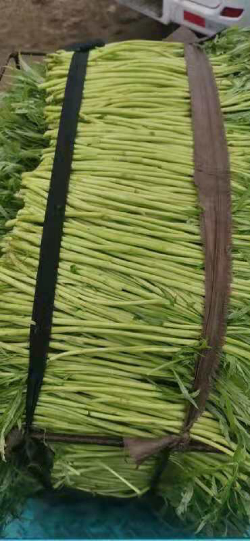 安徽精品芦蒿大量到货装车中