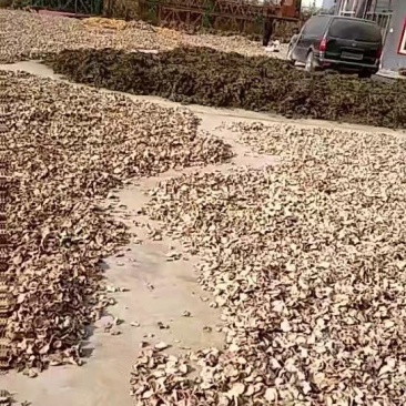 大量供应萝卜干