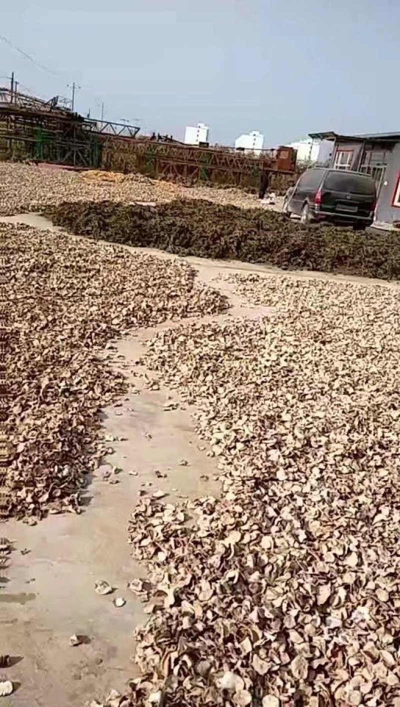 大量供应萝卜干