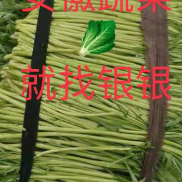 安徽精品芦蒿大量到货装车中