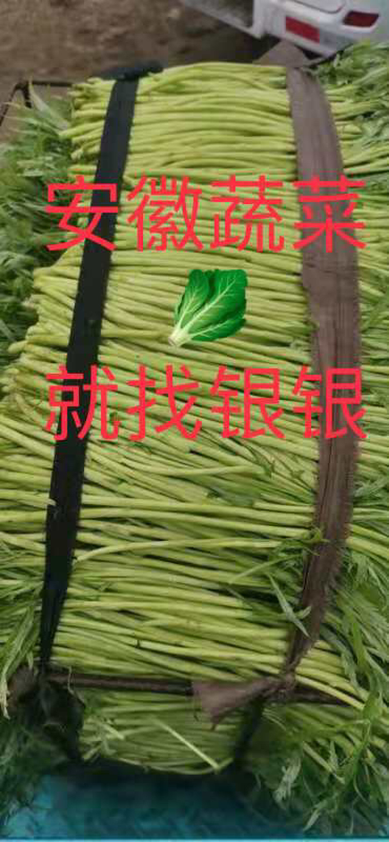 安徽精品芦蒿大量到货装车中
