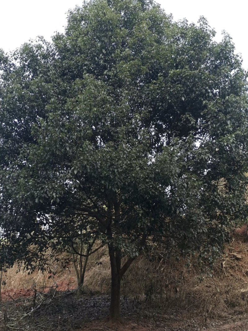 油樟，小叶香樟，四川油樟基地出售，成都油樟批发价格