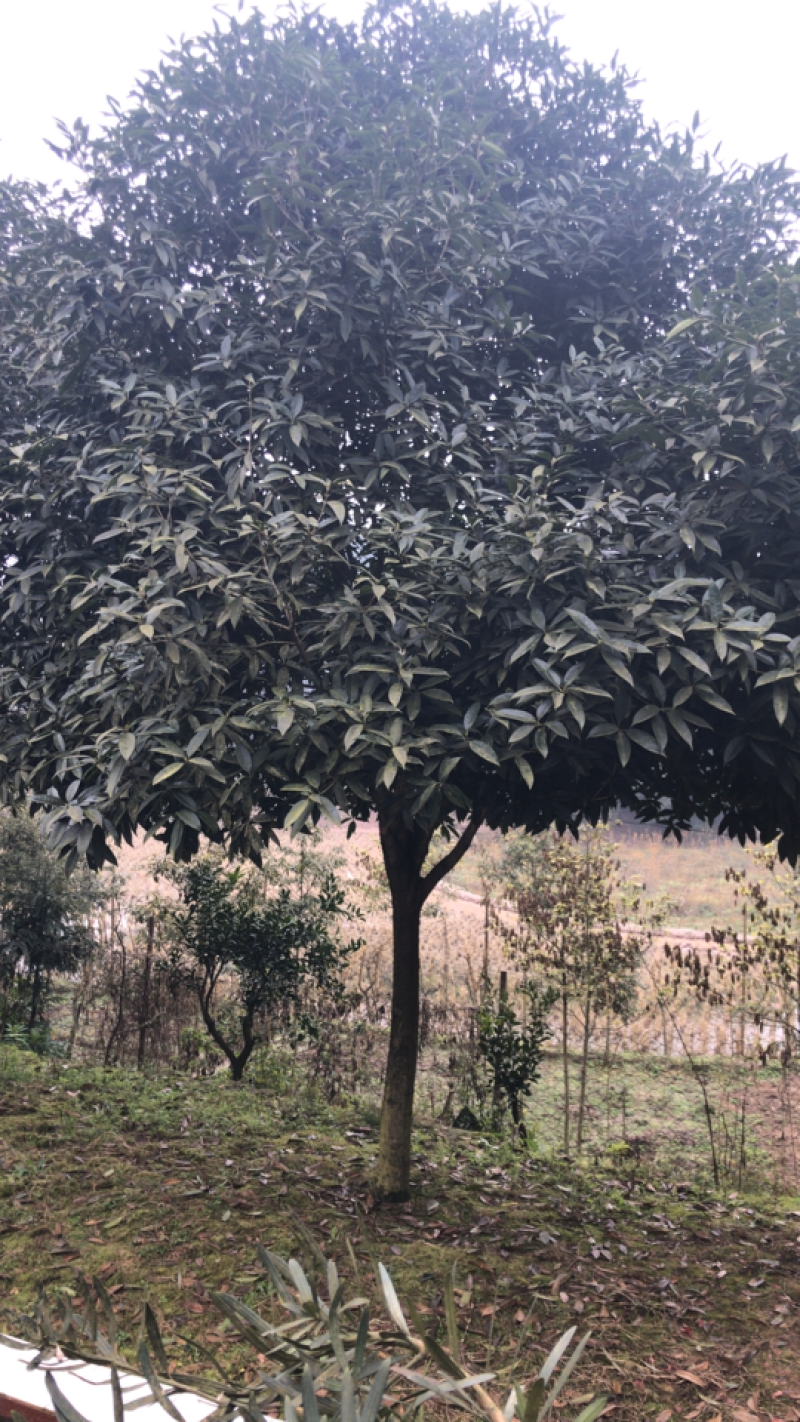 桂花12公分腾地处理，量大优惠，价格合理。