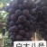 甜蜜蓝宝石阳光玫瑰巨玫瑰夏黑户太八号