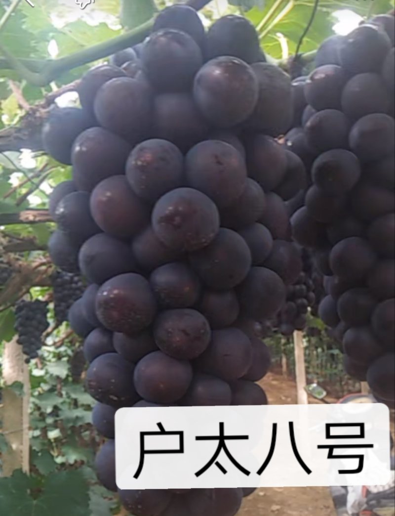 甜蜜蓝宝石阳光玫瑰巨玫瑰夏黑户太八号