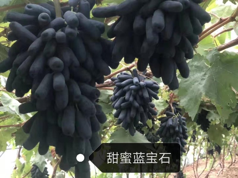 甜蜜蓝宝石阳光玫瑰巨玫瑰夏黑户太八号
