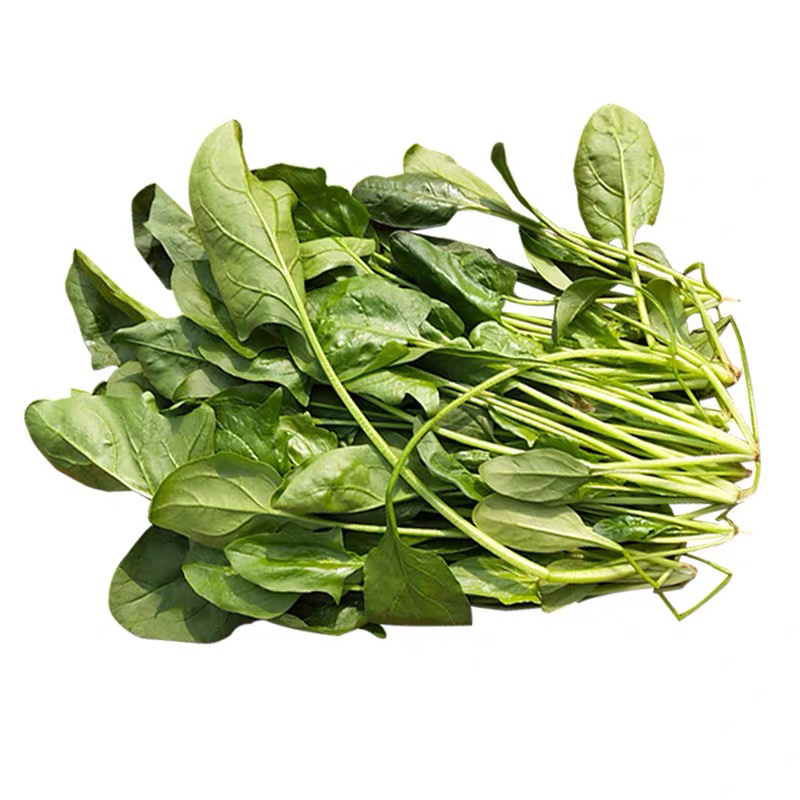 菠菜种子大叶菠菜种子四季蔬菜秋冬阳台耐寒种子