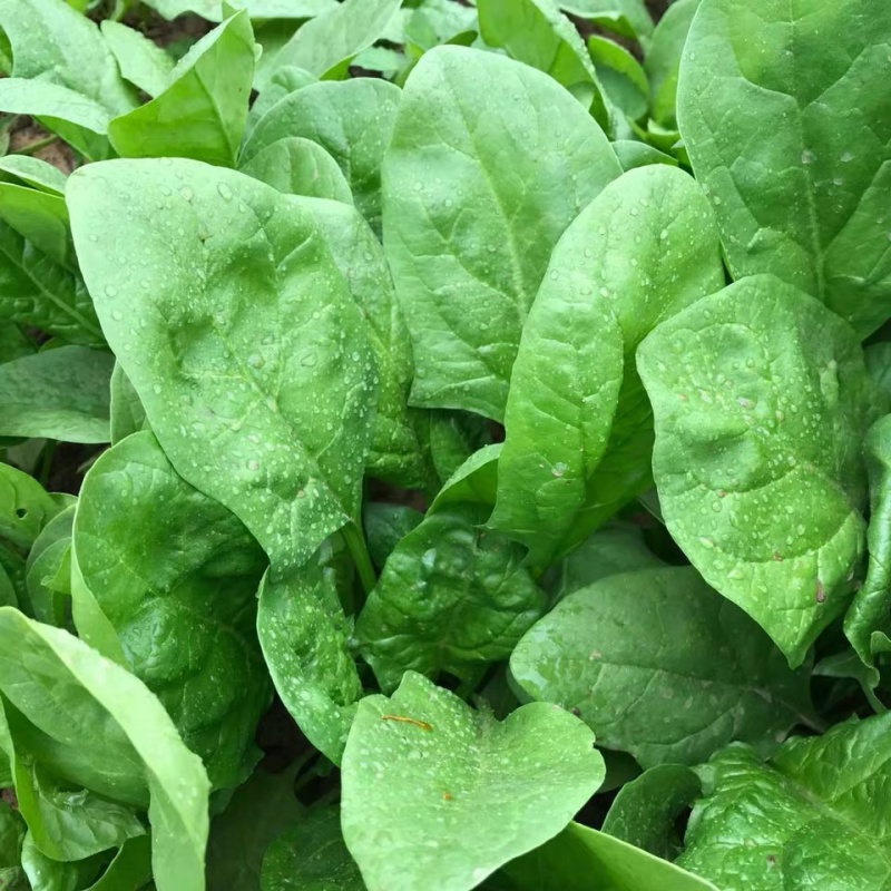 菠菜种子大叶菠菜种子四季蔬菜秋冬阳台耐寒种子