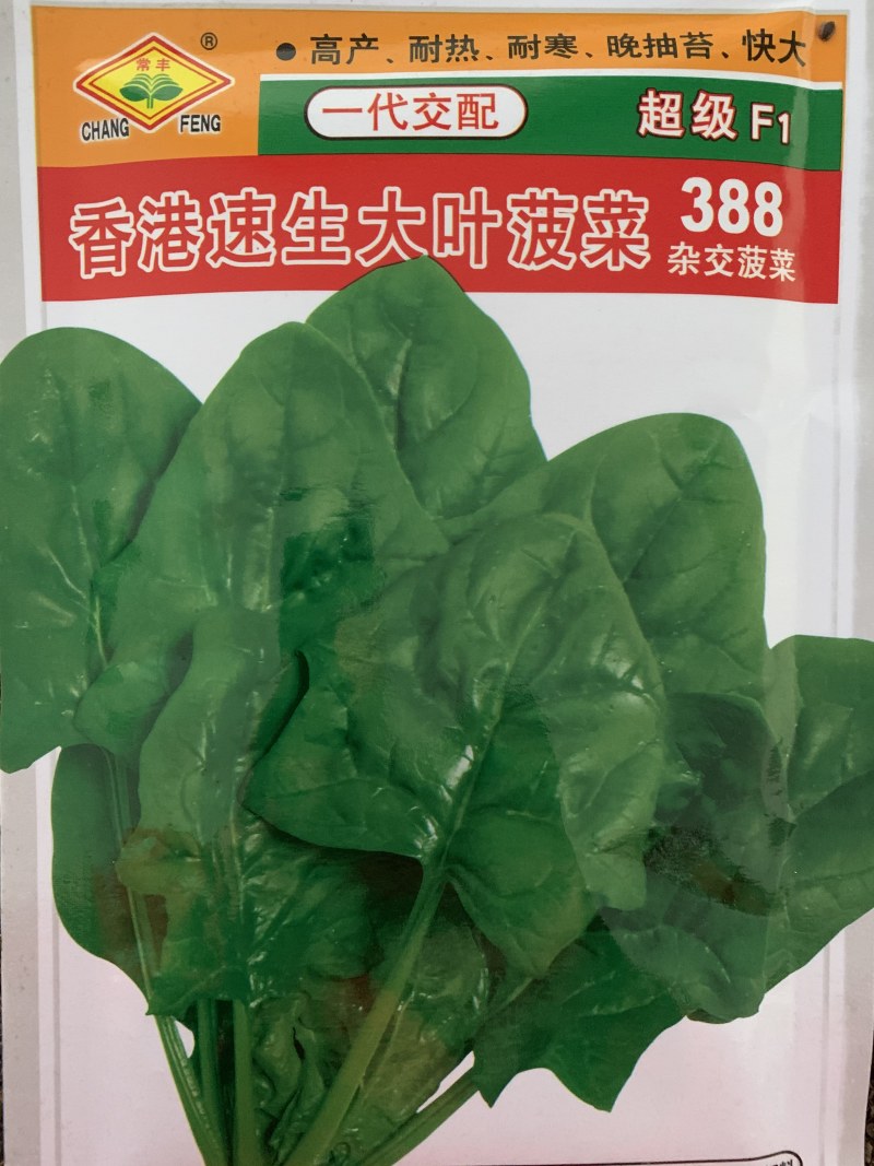 菠菜种子大叶菠菜种子四季蔬菜秋冬阳台耐寒种子