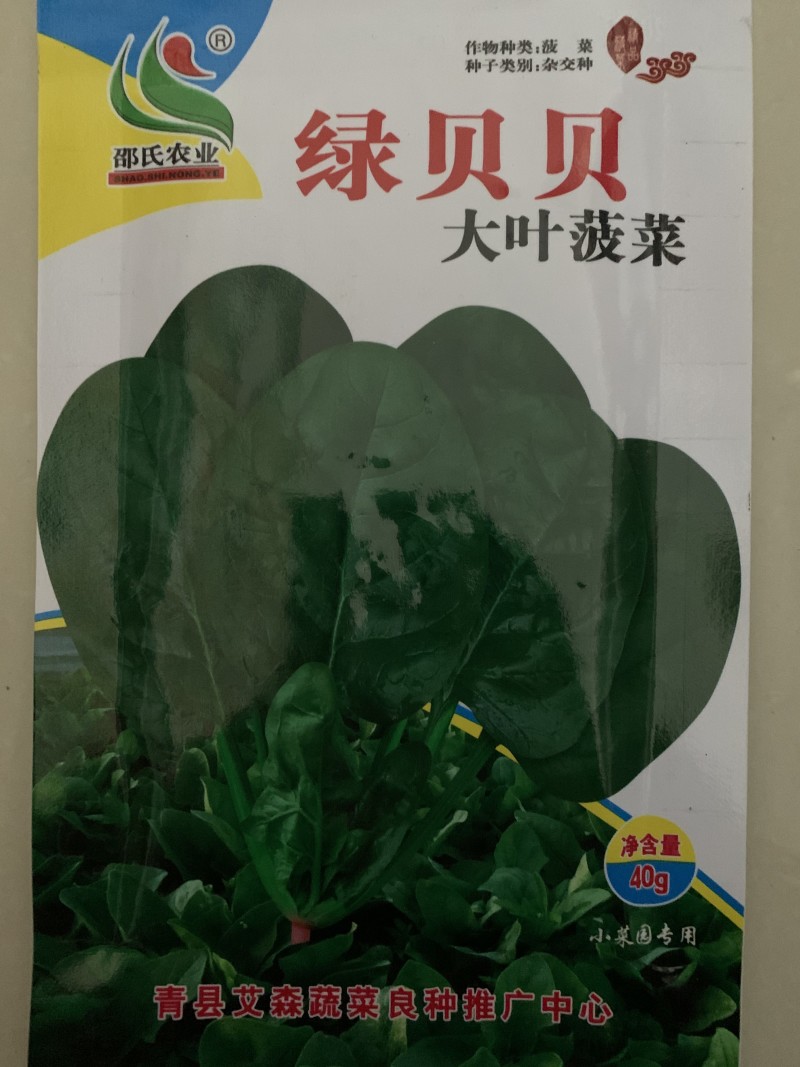 菠菜种子大叶菠菜种子四季蔬菜秋冬阳台耐寒种子