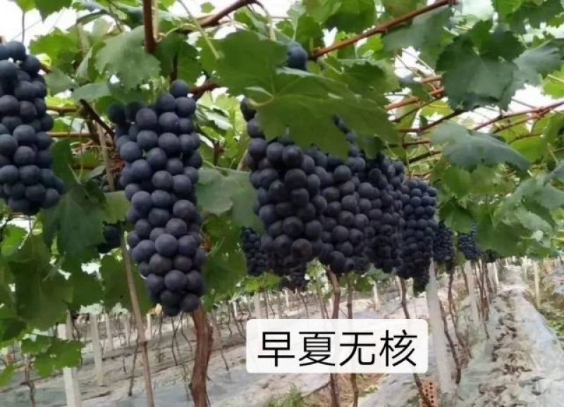 夏黑户太八号阳光玫瑰巨玫瑰葡萄苗蓝宝石金手指