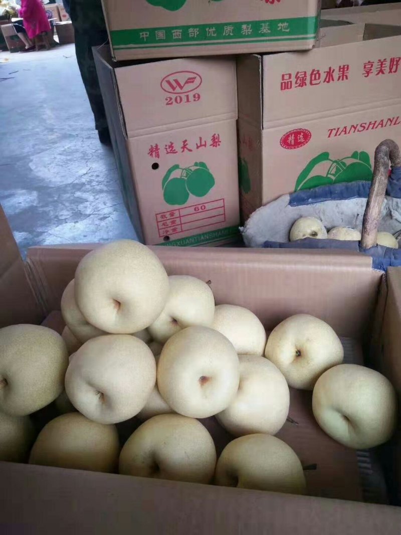 陕西大荔蒲城优质梨产区。高山区白酥梨。
