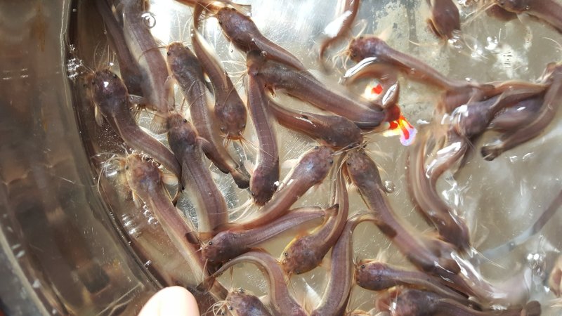塘鲺鱼苗快大种塘鲺鱼苗塘角鱼苗本地塘鲺鱼苗