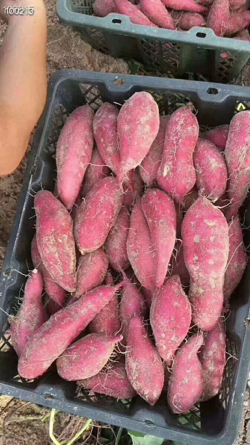 海南澄迈富硒桥头地瓜板栗署番薯小地瓜精品果