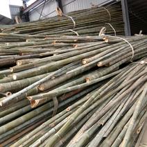 楠竹青皮竹，种植批发基地