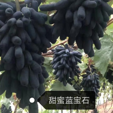 巨玫瑰夏黑户太八号阳光玫瑰蓝宝石葡萄苗妮娜皇后