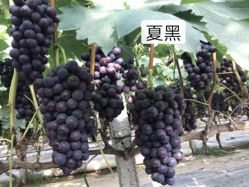 阳光玫瑰甜蜜蓝宝石巨盛一号夏黑葡萄苗