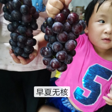 夏黑户太八号巨玫瑰阳光玫瑰葡萄苗