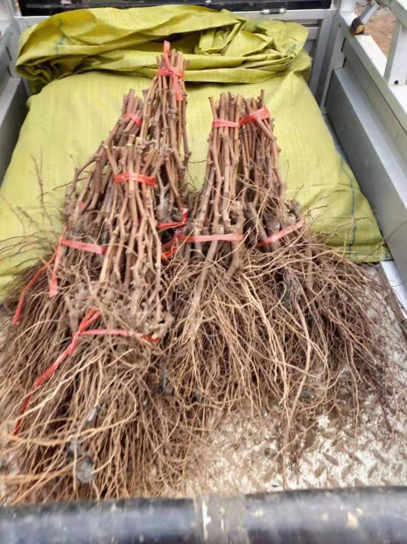 夏黑户太八号巨玫瑰阳光玫瑰葡萄苗