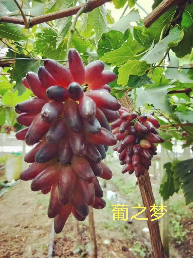 甜蜜蓝宝石巨盛一号阳光玫瑰夏黑葡萄苗