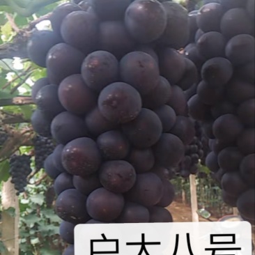 甜蜜蓝宝石巨盛一号阳光玫瑰夏黑葡萄苗