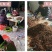 桃胶500g食用